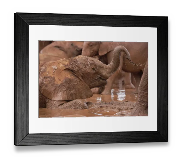 Framed Print : African Elephant (Loxodonta africana) orphans squirting mud in mud bath, David Sheldrick Framed Print : African Elephant (Loxodonta africana) orphans squirting mud in mud bath, David Sheldrick