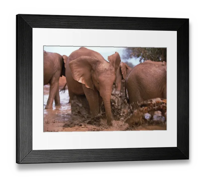 Framed Print : African Elephant (Loxodonta africana) orphan, Natumi, charging and playing in mud bath Framed Print : African Elephant (Loxodonta africana) orphan, Natumi, charging and playing in mud bath