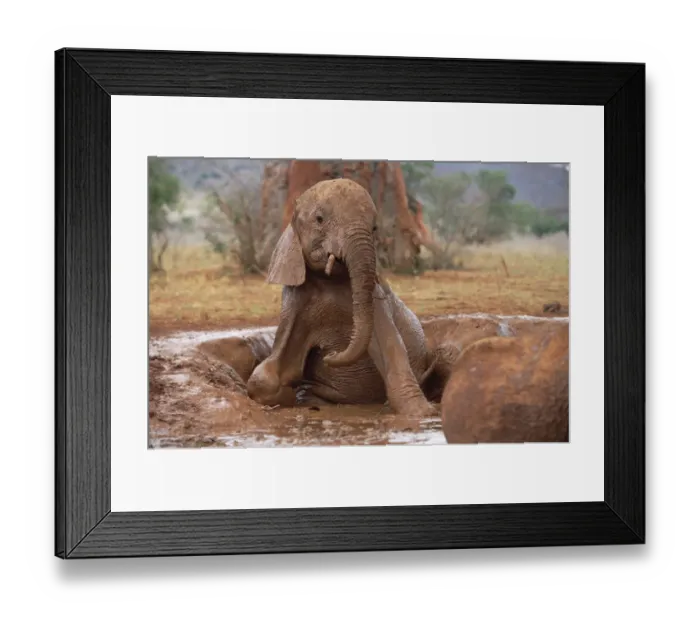 Framed Print : African Elephant (Loxodonta africana) orphan on knees in mud bath, David Sheldrick Wildlife Trust