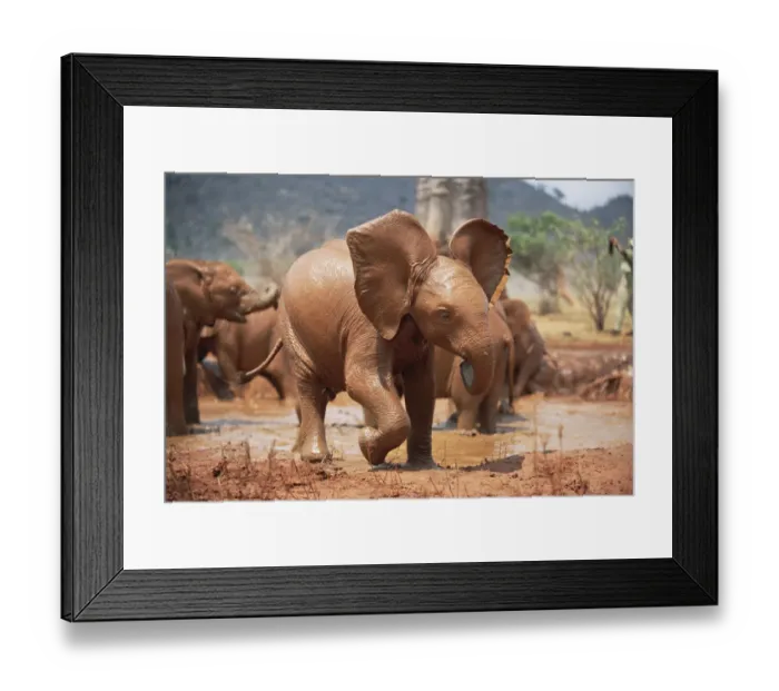 Framed Print : African Elephant (Loxodonta africana) orphan Natumi, play-charging, David Sheldrick Wildlife Trust Framed Print : African Elephant (Loxodonta africana) orphan Natumi, play-charging, David Sheldrick Wildlife Trust
