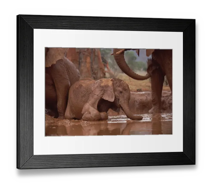 Framed Print : African Elephant (Loxodonta africana) orphan called Nyiro, stranded in mud bath, David Framed Print : African Elephant (Loxodonta africana) orphan called Nyiro, stranded in mud bath, David