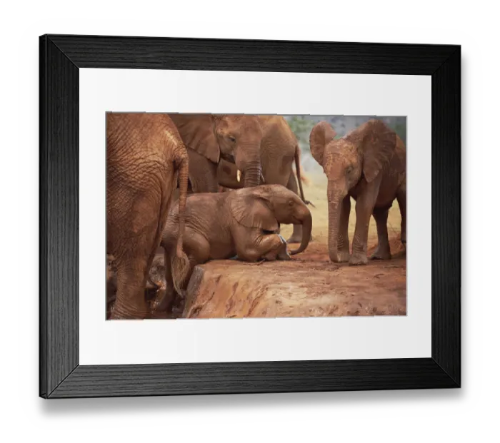 Framed Print : African Elephant (Loxodonta africana) orphan called Nyiro, crawling out of mud bath Framed Print : African Elephant (Loxodonta africana) orphan called Nyiro, crawling out of mud bath