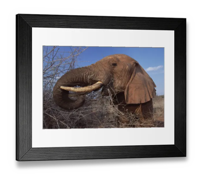 Framed Print : African Elephant (Loxodonta africana) orphan called Dika browsing in scrub, David Framed Print : African Elephant (Loxodonta africana) orphan called Dika browsing in scrub, David