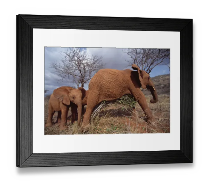Framed Print : African Elephant (Loxodonta africana) Natumi watches bigger orphan scratching belly on small tree Framed Print : African Elephant (Loxodonta africana) Natumi watches bigger orphan scratching belly on small tree