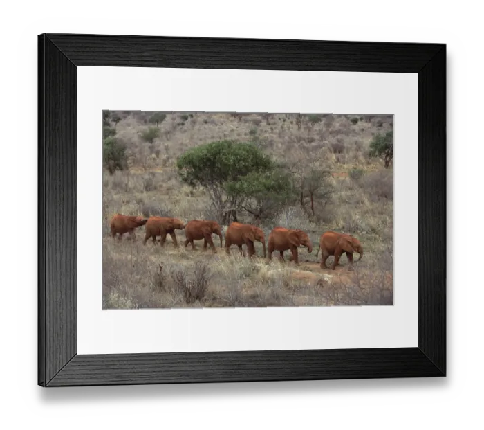 Framed Print : African Elephant (Loxodonta africana) Natumi leading young orphans walking in a line to stockade Framed Print : African Elephant (Loxodonta africana) Natumi leading young orphans walking in a line to stockade
