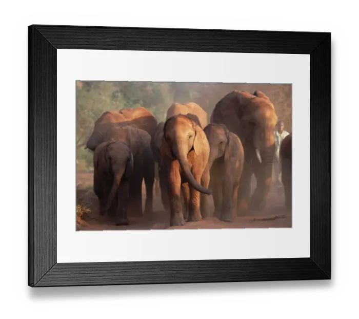 Framed Print : African Elephant (Loxodonta africana) the orphan eight being led back to night stockade Framed Print : African Elephant (Loxodonta africana) the orphan eight being led back to night stockade