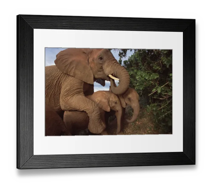 Framed Print : African Elephant (Loxodonta africana) orphan called Malalka, mothering a pair of young orphans Framed Print : African Elephant (Loxodonta africana) orphan called Malalka, mothering a pair of young orphans