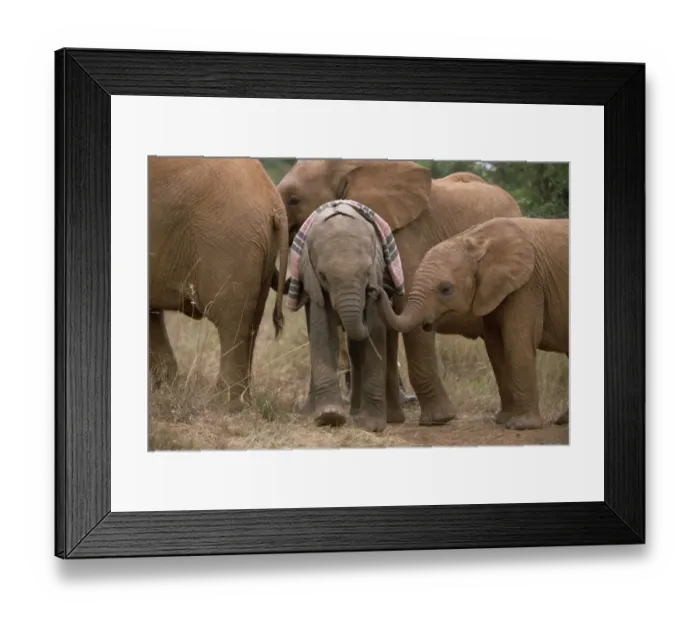 Framed Print : African Elephant (Loxodonta africana) orphaned baby Sweet Sally, meeting other orphans
