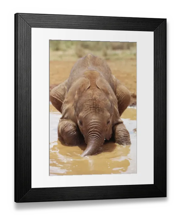 Framed Print : African Elephant (Loxodonta africana) orphan called Isholta, five weeks old, playing in mud bath Framed Print : African Elephant (Loxodonta africana) orphan called Isholta, five weeks old, playing in mud bath