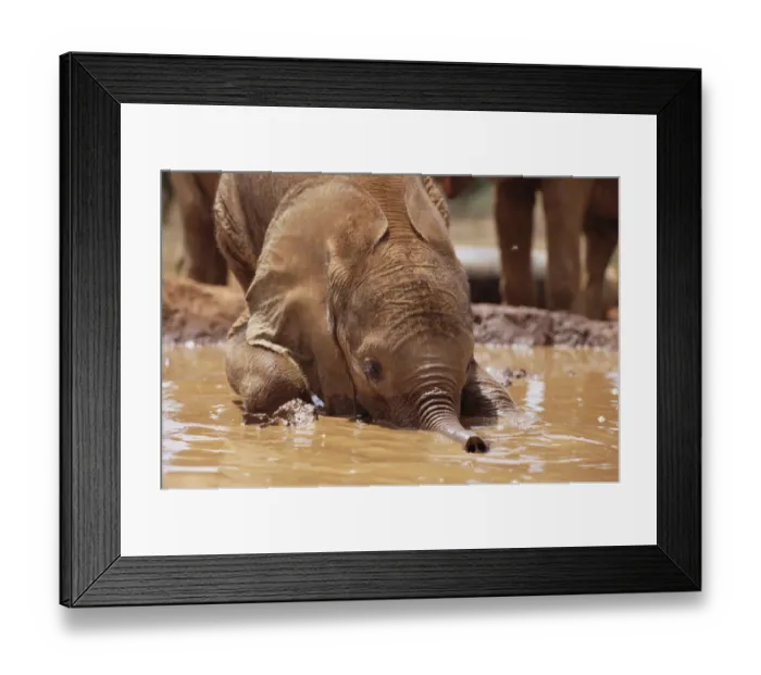 Framed Print : African Elephant (Loxodonta africana) orphan called Isholta playing in mud bath, David Framed Print : African Elephant (Loxodonta africana) orphan called Isholta playing in mud bath, David
