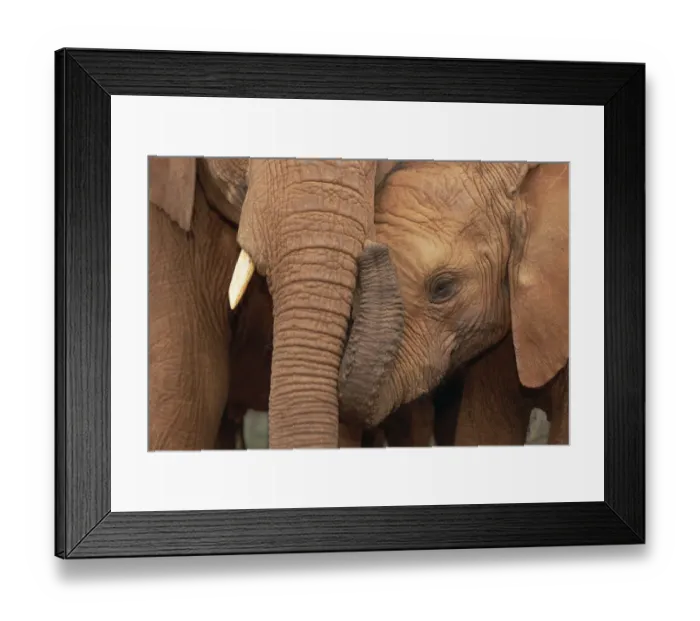 Framed Print : African Elephant (Loxodonta africana) orphans, Malalka with Natumi, David Sheldrick Wildlife Trust Framed Print : African Elephant (Loxodonta africana) orphans, Malalka with Natumi, David Sheldrick Wildlife Trust