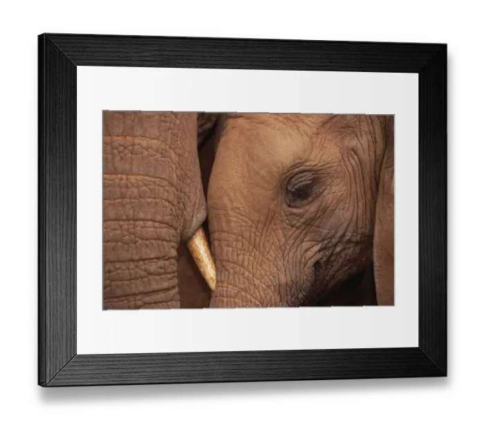 Framed Print : African Elephant (Loxodonta africana) orphans, Malaika with Natumi, David Sheldrick Wildlife Trust Framed Print : African Elephant (Loxodonta africana) orphans, Malaika with Natumi, David Sheldrick Wildlife Trust