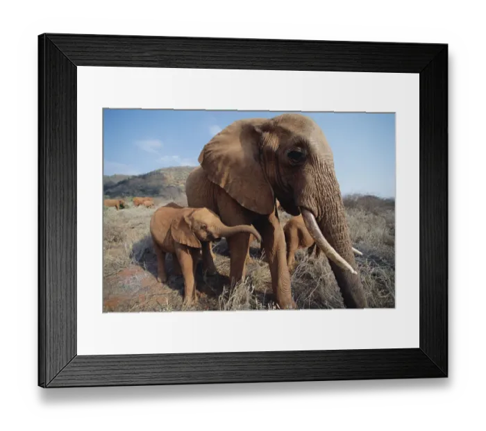 Framed Print : African Elephant (Loxodonta africana) orphans, Malaika with baby orphan named Nyiro Framed Print : African Elephant (Loxodonta africana) orphans, Malaika with baby orphan named Nyiro