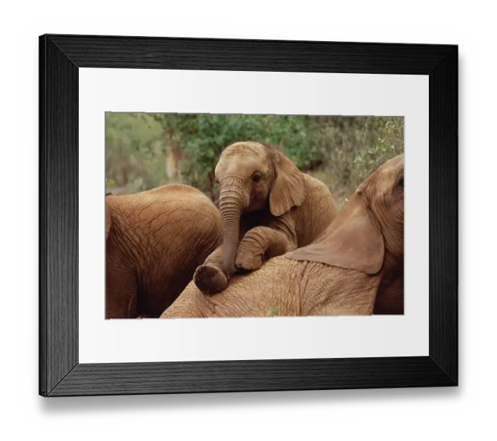 Framed Print : African Elephant (Loxodonta africana) orphan called Edie playing with Imenti, David Framed Print : African Elephant (Loxodonta africana) orphan called Edie playing with Imenti, David