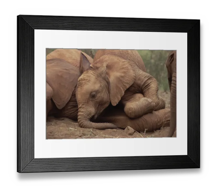 Framed Print : African Elephant (Loxodonta africana) young orphan explores Imenti, an old male orphan Framed Print : African Elephant (Loxodonta africana) young orphan explores Imenti, an old male orphan