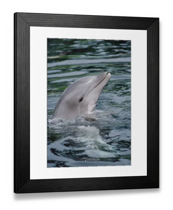 Framed Print : Bottlenose Dolphin (Tursiops truncatus) portrait