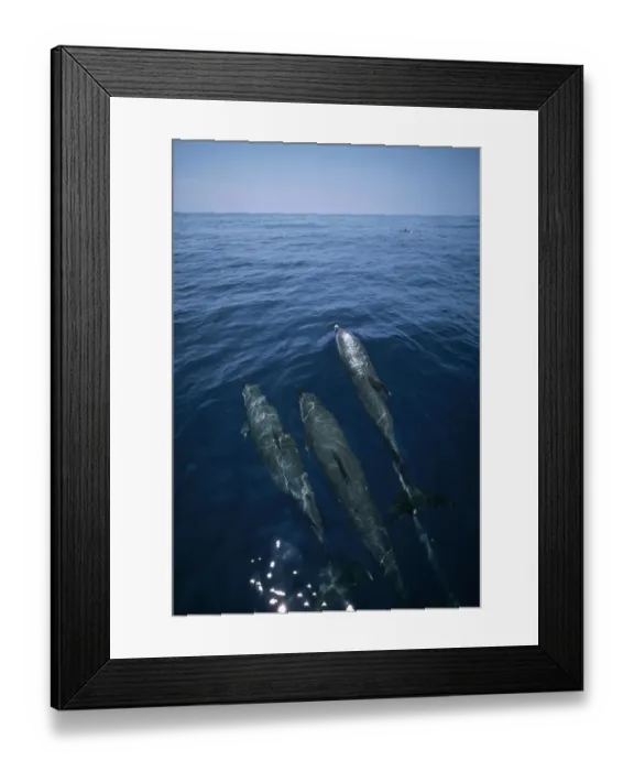 Framed Print : Bottlenose Dolphin (Tursiops truncatus) trio surfacing, Shark Bay, Australia Framed Print : Bottlenose Dolphin (Tursiops truncatus) trio surfacing, Shark Bay, Australia