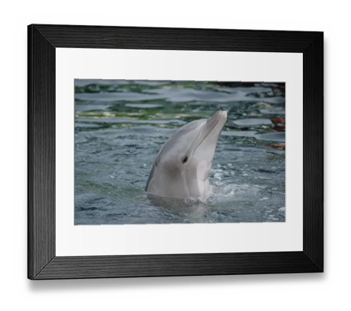 Framed Print : Bottlenose Dolphin (Tursiops truncatus) group underwater, captive animal, Hawaii Framed Print : Bottlenose Dolphin (Tursiops truncatus) group underwater, captive animal, Hawaii