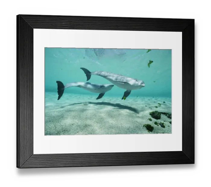 Framed Print : Bottlenose Dolphin (Tursiops truncatus) pair, Dolphin Quest, Waikoloa Hyatt, Hawaii Framed Print : Bottlenose Dolphin (Tursiops truncatus) pair, Dolphin Quest, Waikoloa Hyatt, Hawaii