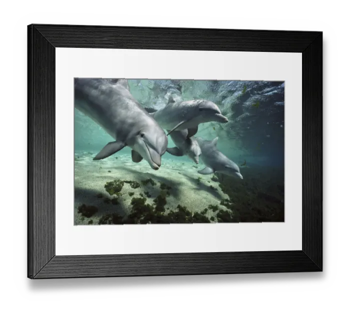 Framed Print : Bottlenose Dolphin (Tursiops truncatus) pod, Hawaii Framed Print : Bottlenose Dolphin (Tursiops truncatus) pod, Hawaii