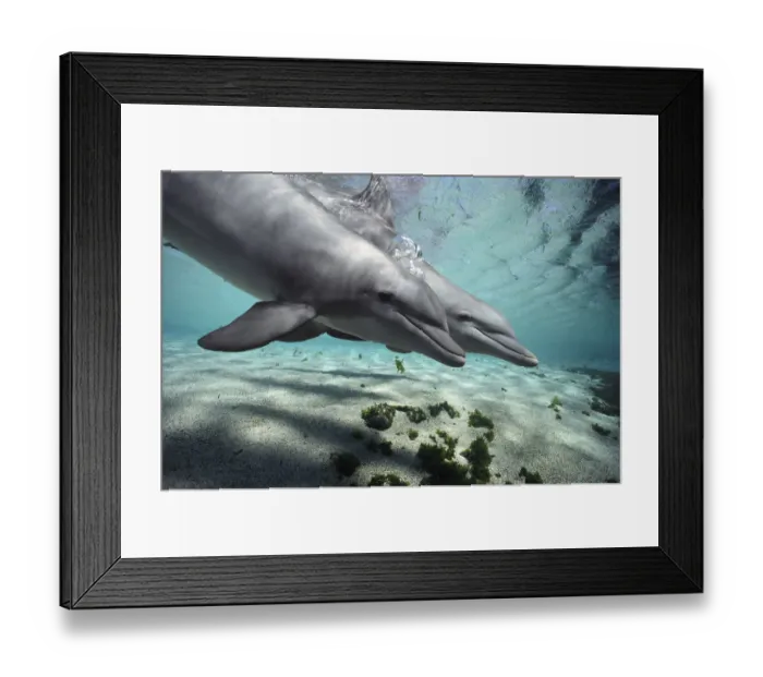 Framed Print : Bottlenose Dolphin (Tursiops truncatus) pair, Hawaii Framed Print : Bottlenose Dolphin (Tursiops truncatus) pair, Hawaii