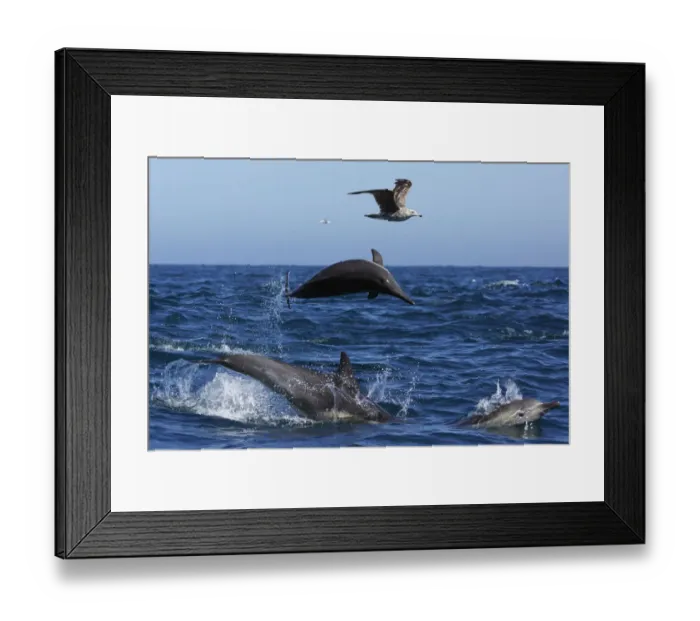 Framed Print : Long-beaked Common Dolphin (Delphinus capensis) trio jumping with gull flying, Santa Barbara Framed Print : Long-beaked Common Dolphin (Delphinus capensis) trio jumping with gull flying, Santa Barbara