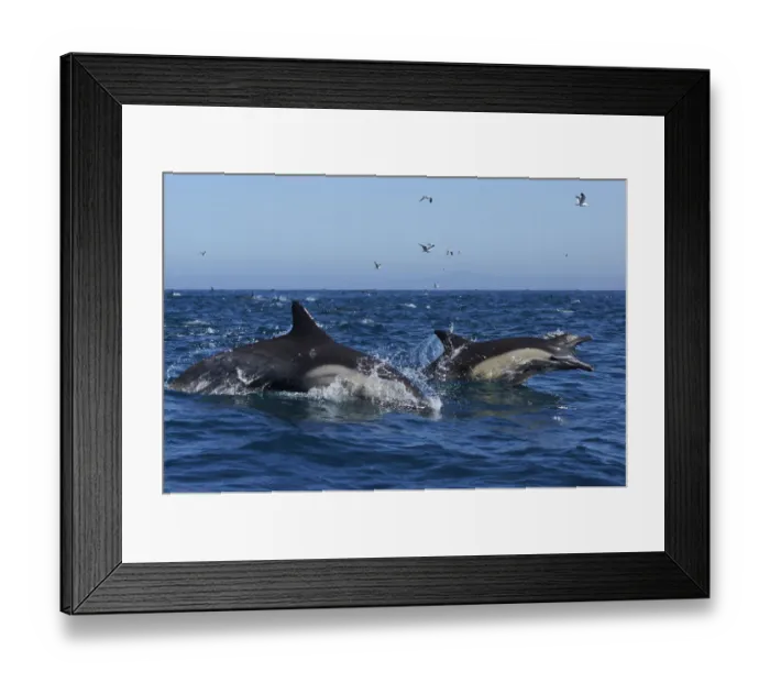 Framed Print : Long-beaked Common Dolphin (Delphinus capensis) pair jumping, Santa Barbara, California Framed Print : Long-beaked Common Dolphin (Delphinus capensis) pair jumping, Santa Barbara, California