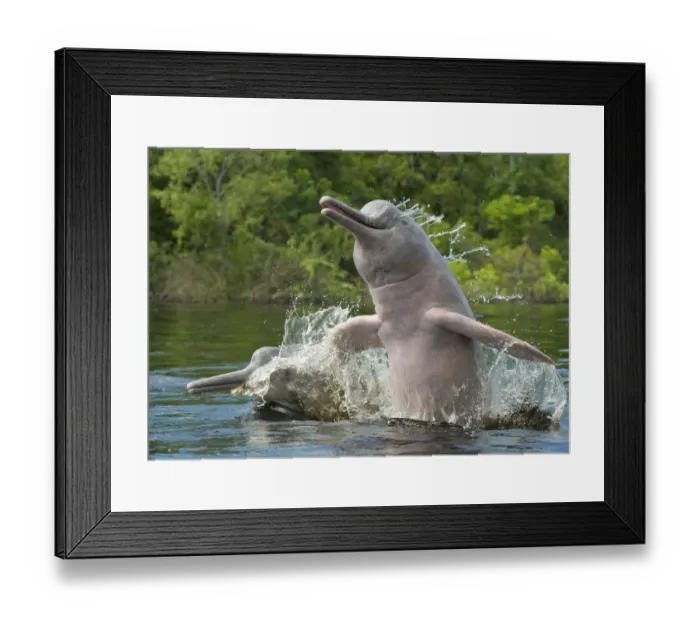 Framed Print : Amazon River Dolphin (Inia geoffrensis) pair jumping, Ariau River, Brazil Framed Print : Amazon River Dolphin (Inia geoffrensis) pair jumping, Ariau River, Brazil