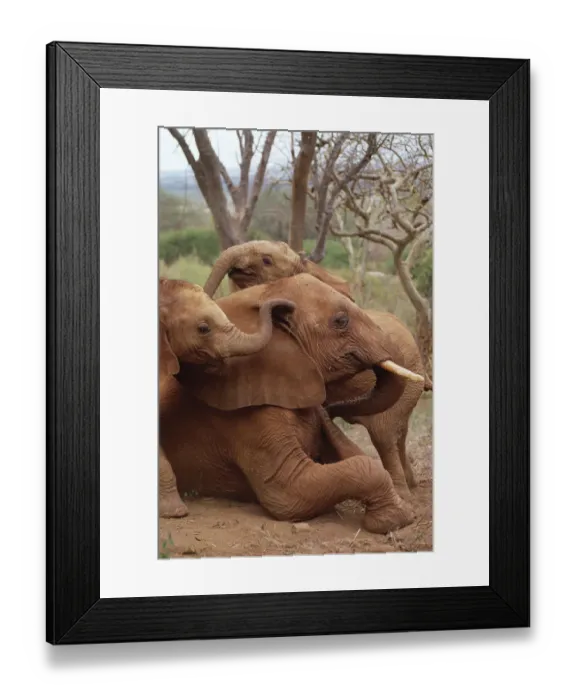 Framed Print : African Elephant (Loxodonta africana) orphans explore an older male orphan named Imenti Framed Print : African Elephant (Loxodonta africana) orphans explore an older male orphan named Imenti