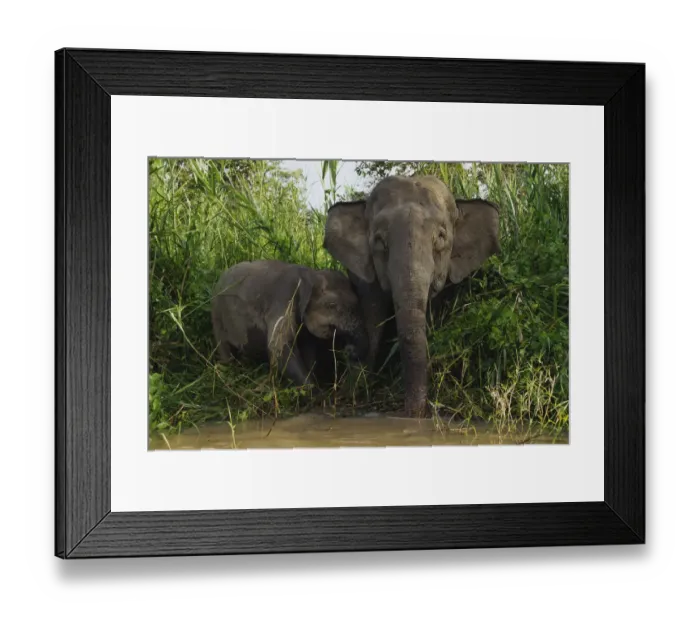 Framed Print : Borneo Pygmy Elephant (Elephas maximus borneensis), mother and calf drinking, Malaysia Framed Print : Borneo Pygmy Elephant (Elephas maximus borneensis), mother and calf drinking, Malaysia