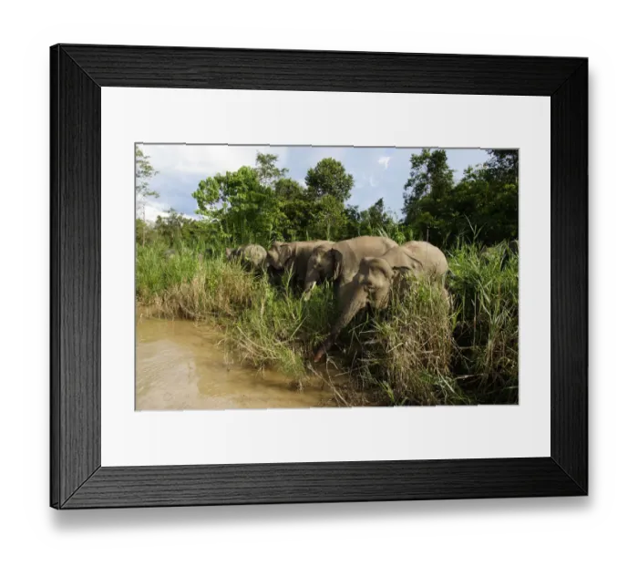 Framed Print : Borneo Pygmy Elephant (Elephas maximus borneensis) group drinking, Malaysia Framed Print : Borneo Pygmy Elephant (Elephas maximus borneensis) group drinking, Malaysia