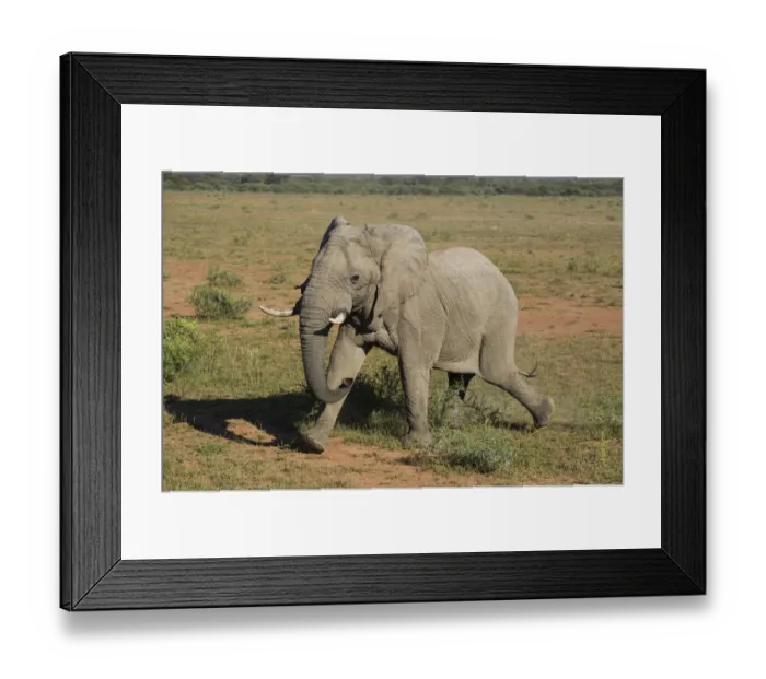 Framed Print : African Elephant (Loxodonta africana) to be darted for GPS tracking collar fitting Framed Print : African Elephant (Loxodonta africana) to be darted for GPS tracking collar fitting