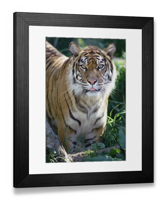 Framed Print : Bengal Tiger (Panthera tigris tigris) portrait, at Woodland Park Zoo, Seattle, Washington Framed Print : Bengal Tiger (Panthera tigris tigris) portrait, at Woodland Park Zoo, Seattle, Washington
