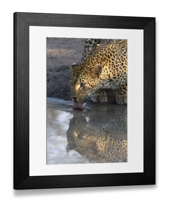 Framed Print : Leopard (Panthera pardus) drinking, Londolozi, Sabi-sands Game Reserve, South Africa Framed Print : Leopard (Panthera pardus) drinking, Londolozi, Sabi-sands Game Reserve, South Africa