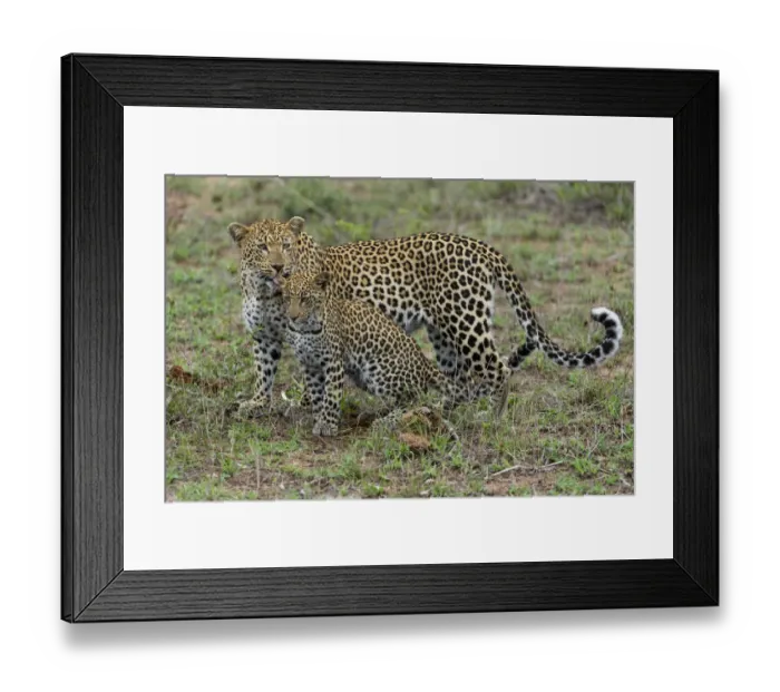 Framed Print : Leopard (Panthera pardus) mother licking cub, Londolozi, Sabi-sands Game Reserve Framed Print : Leopard (Panthera pardus) mother licking cub, Londolozi, Sabi-sands Game Reserve