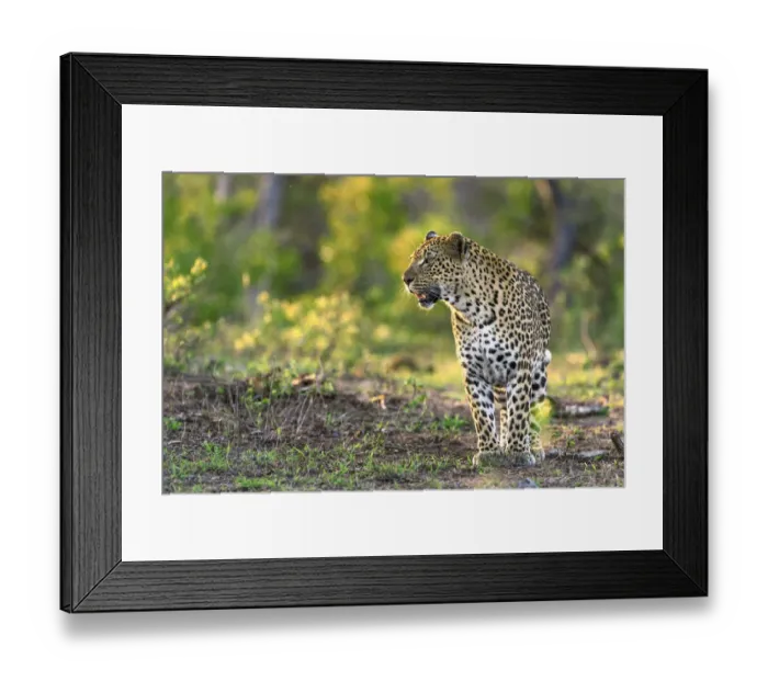 Framed Print : Leopard (Panthera pardus), Londolozi, Sabi-sands Game Reserve, South Africa Framed Print : Leopard (Panthera pardus), Londolozi, Sabi-sands Game Reserve, South Africa