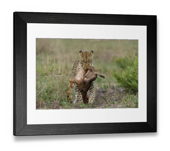 Framed Print : Leopard (Panthera pardus) carrying Bontebok (Damaliscus pygargus) calf prey, Londolozi Framed Print : Leopard (Panthera pardus) carrying Bontebok (Damaliscus pygargus) calf prey, Londolozi
