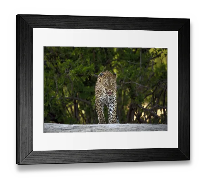 Framed Print : Leopard (Panthera pardus) flehming, Londolozi, Sabi-sands Game Reserve, South Africa Framed Print : Leopard (Panthera pardus) flehming, Londolozi, Sabi-sands Game Reserve, South Africa