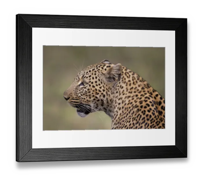Framed Print : Leopard (Panthera pardus), Masai Mara, Kenya Framed Print : Leopard (Panthera pardus), Masai Mara, Kenya