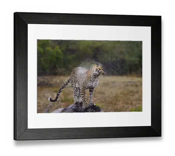 Framed Print : Leopard (Panthera pardus) shaking of water, Londolozi, Sabi-sands Game Reserve, South Framed Print : Leopard (Panthera pardus) shaking of water, Londolozi, Sabi-sands Game Reserve, South