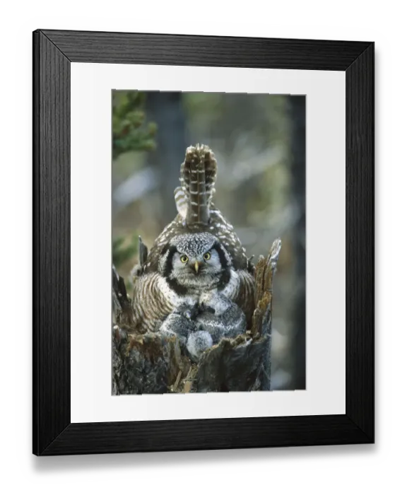 Framed Print : Northern Hawk Owl (Surnia ulula) at nest with chicks, Alaska Framed Print : Northern Hawk Owl (Surnia ulula) at nest with chicks, Alaska