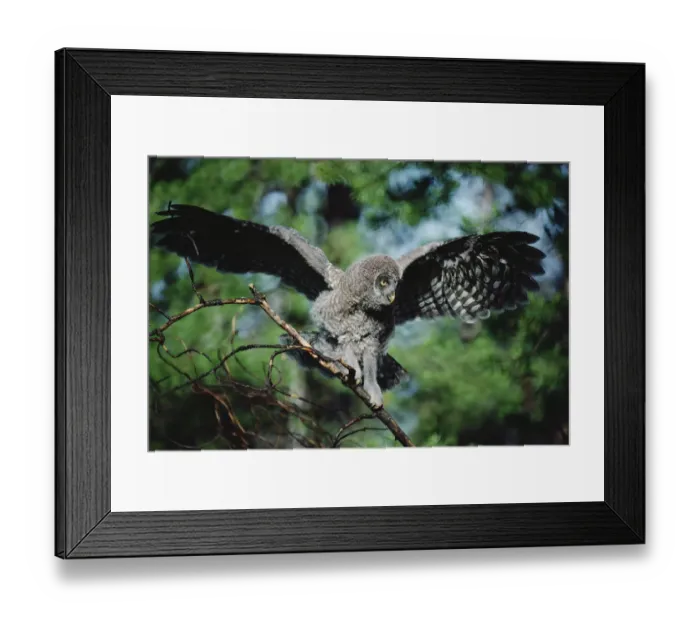 Framed Print : Great Gray Owl (Strix nebulosa) young bird balancing on tree branch, Idaho Framed Print : Great Gray Owl (Strix nebulosa) young bird balancing on tree branch, Idaho