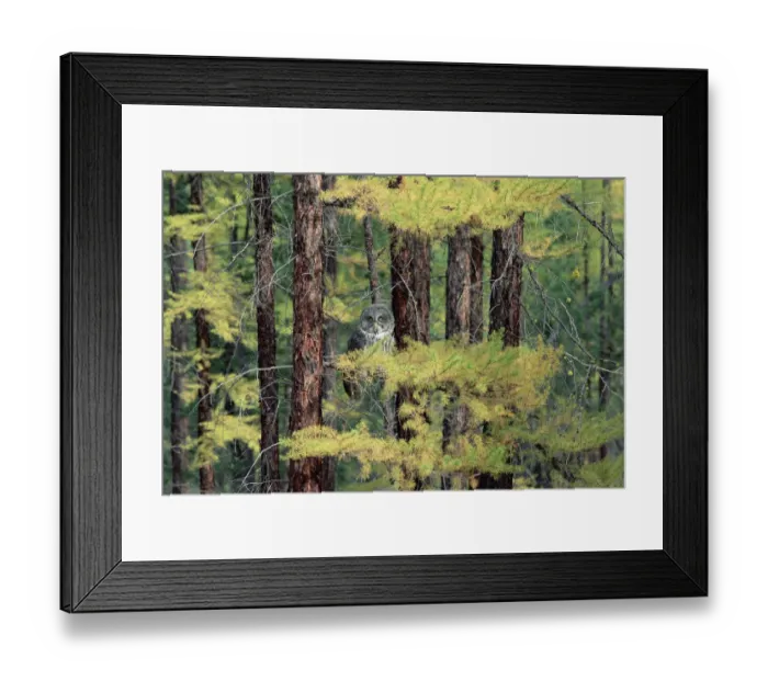 Framed Print : Great Gray Owl (Strix nebulosa), British Columbia, Canada Framed Print : Great Gray Owl (Strix nebulosa), British Columbia, Canada