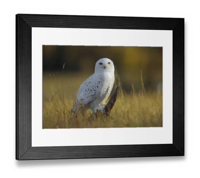 Framed Print : Snowy Owl (Nyctea scandiaca) amid dry grass, British Columbia, Canada Framed Print : Snowy Owl (Nyctea scandiaca) amid dry grass, British Columbia, Canada