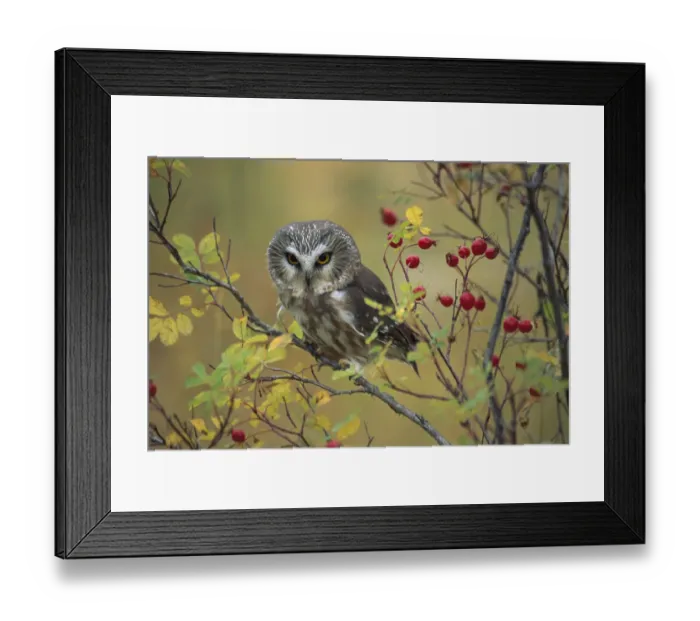 Framed Print : Northern Saw-whet Owl (Aegolius acadicus) perching in a wild rose bush, British Columbia Framed Print : Northern Saw-whet Owl (Aegolius acadicus) perching in a wild rose bush, British Columbia