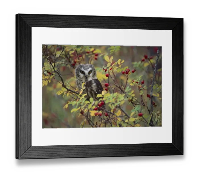Framed Print : Northern Saw-whet Owl (Aegolius acadicus) perching in a wild rose bush, British Columbia Framed Print : Northern Saw-whet Owl (Aegolius acadicus) perching in a wild rose bush, British Columbia