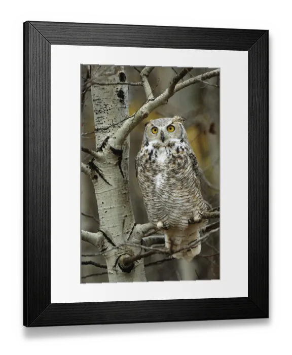 Framed Print : Great Horned Owl (Bubo virginianus) pale form, perched in tree, Alberta, Canada Framed Print : Great Horned Owl (Bubo virginianus) pale form, perched in tree, Alberta, Canada