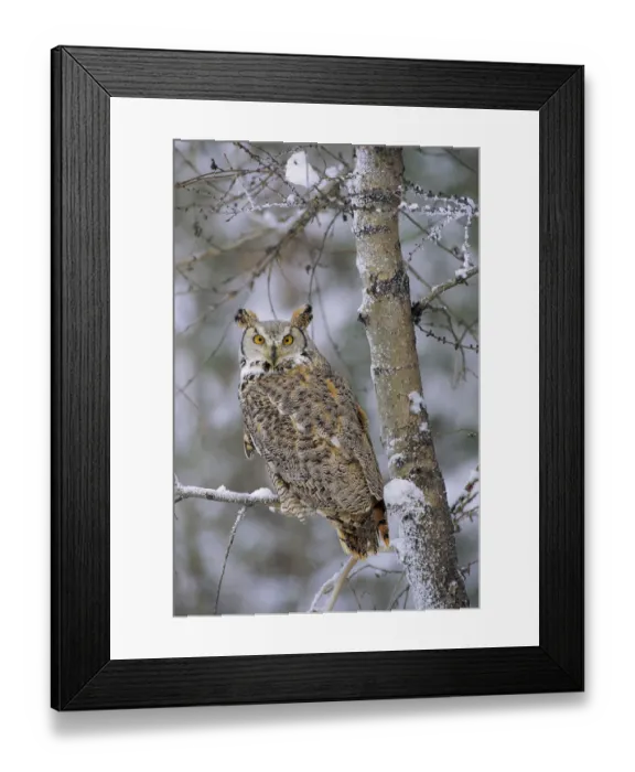Framed Print : Great Horned Owl (Bubo virginianus), pale form, perching in a snow-covered tree, British Columbia Framed Print : Great Horned Owl (Bubo virginianus), pale form, perching in a snow-covered tree, British Columbia