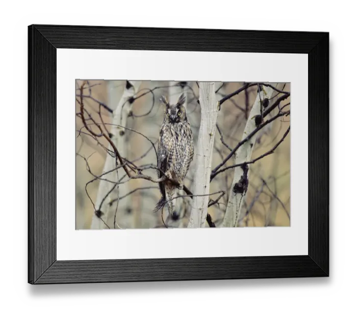 Framed Print : Long-eared Owl (Asio otus) perching in a tree, circumpolar species, British Columbia