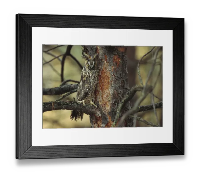 Framed Print : Long-eared Owl (Asio otus) perched in tree, circumpolar species, British Columbia, Canada Framed Print : Long-eared Owl (Asio otus) perched in tree, circumpolar species, British Columbia, Canada